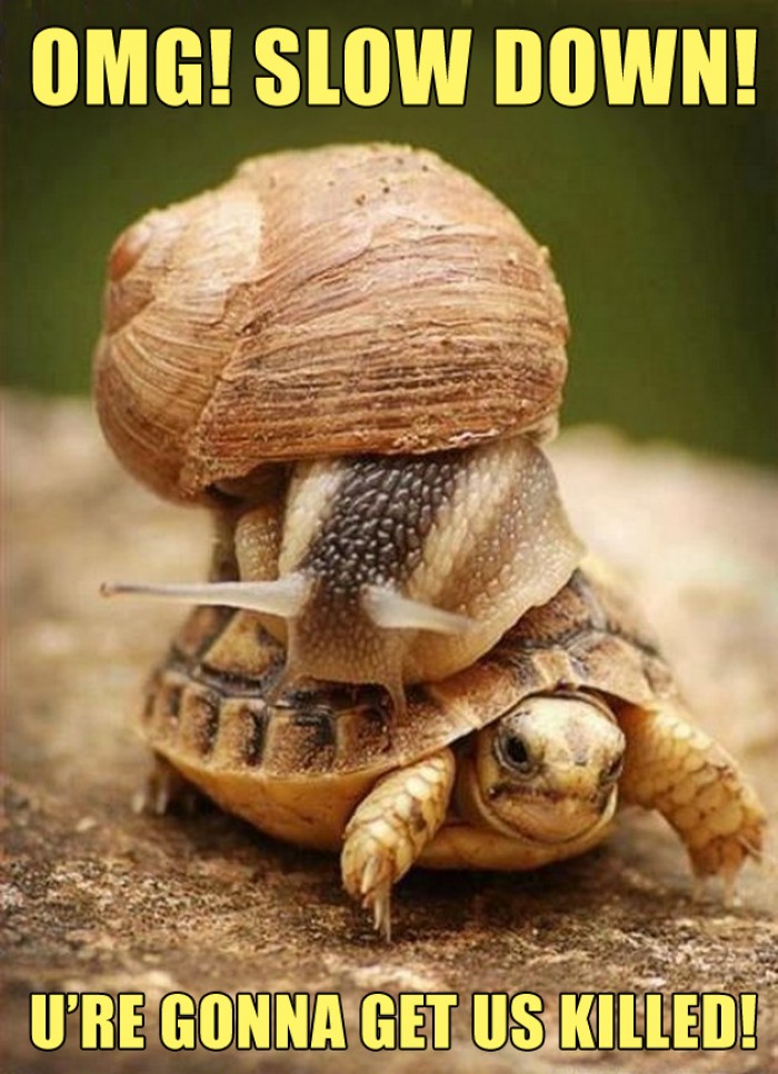 Snail ridding on the turtles back